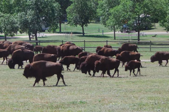Una gran manada de bisontes pastando en un campo de hierba con árboles.